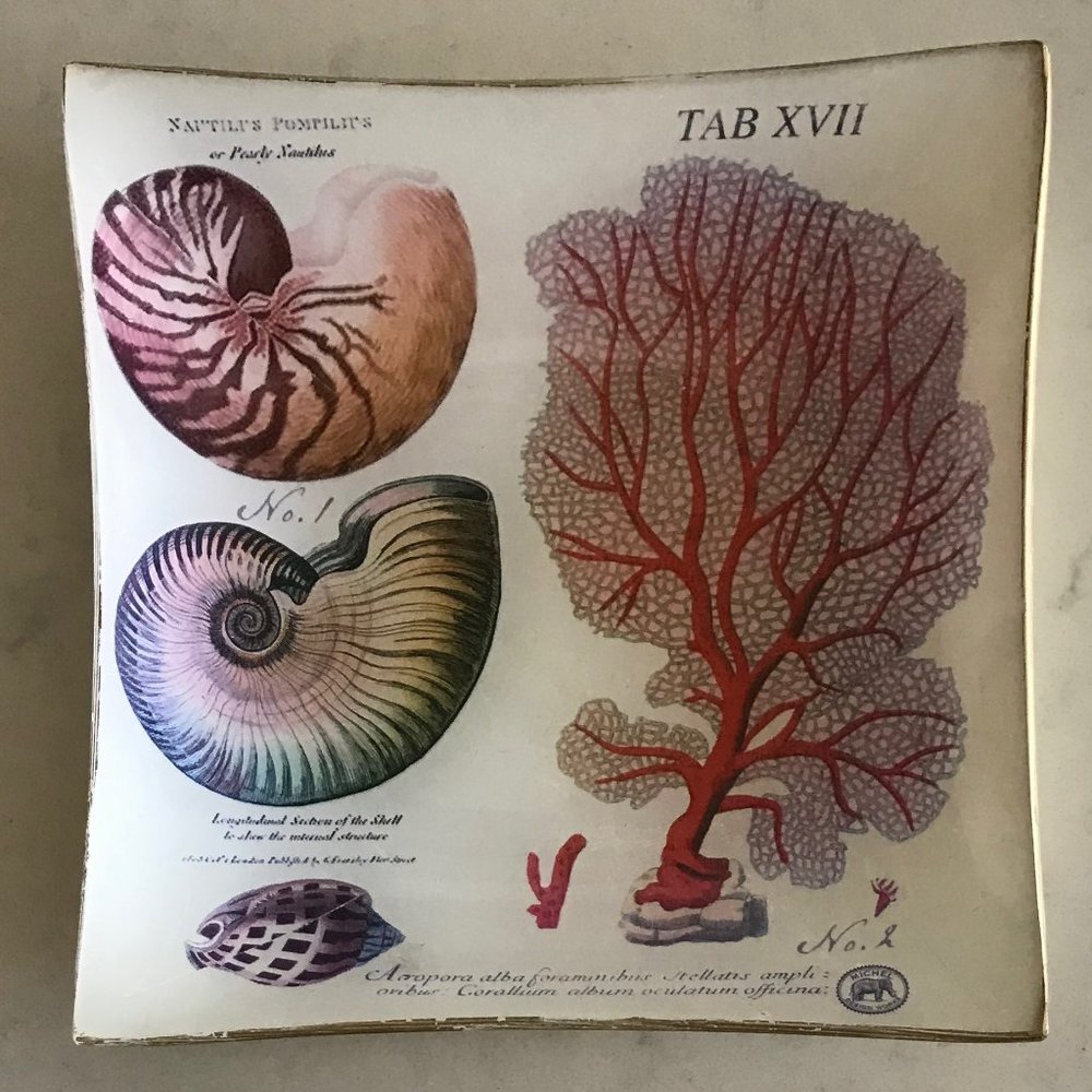 Michel Design Seashell Botanical Jewelry Soap Dish